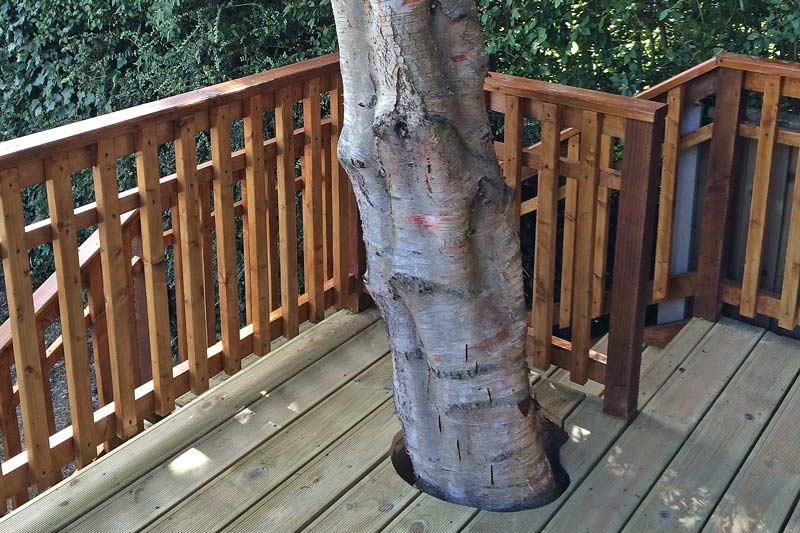 Treehouse deck detail incorporating mature birch tree